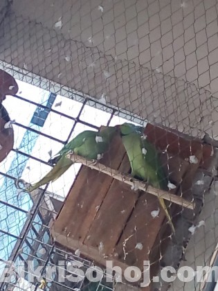 Ring neck parrot breeding pair